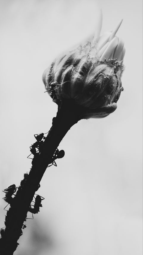 Download wallpaper 2160x3840 bud, flower, ant, macro, black and white samsung galaxy s4, s5, note, sony xperia z, z1, z2, z3, htc one, lenovo vibe hd background