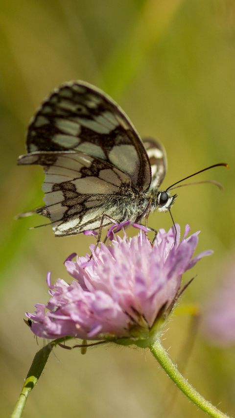 Download wallpaper 2160x3840 butterfly, flower, blur, macro samsung galaxy s4, s5, note, sony xperia z, z1, z2, z3, htc one, lenovo vibe hd background