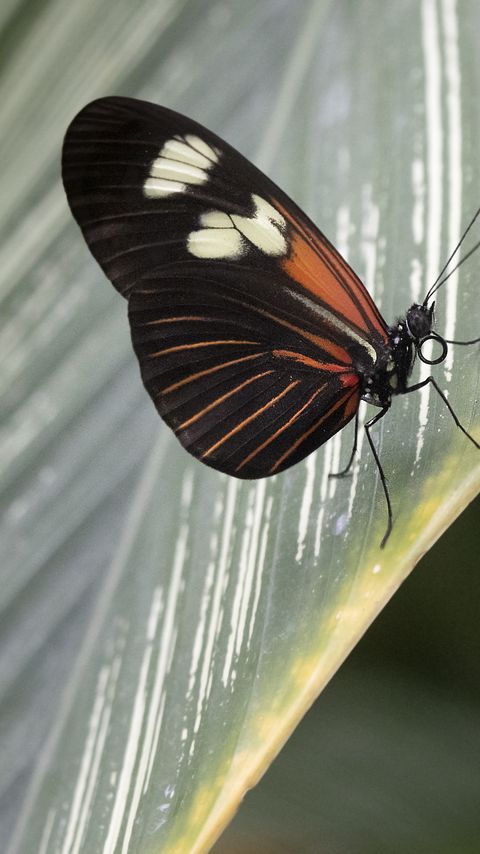 Download wallpaper 2160x3840 butterfly, leaf, insect, macro samsung galaxy s4, s5, note, sony xperia z, z1, z2, z3, htc one, lenovo vibe hd background