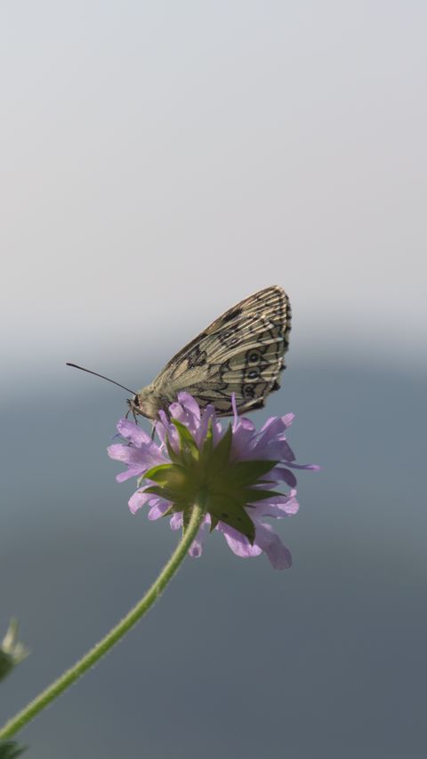 Download wallpaper 2160x3840 butterfly, petals, flower, macro samsung galaxy s4, s5, note, sony xperia z, z1, z2, z3, htc one, lenovo vibe hd background
