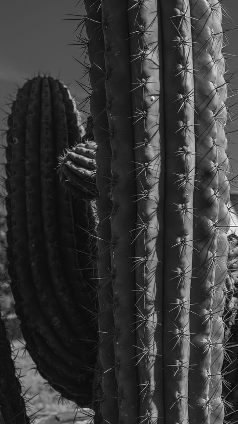Download wallpaper 2160x3840 cactuses, needles, macro, black and white samsung galaxy s4, s5, note, sony xperia z, z1, z2, z3, htc one, lenovo vibe hd background