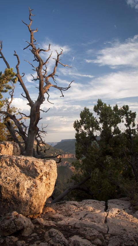 Download wallpaper 2160x3840 canyon, stones, tree, dry, nature samsung galaxy s4, s5, note, sony xperia z, z1, z2, z3, htc one, lenovo vibe hd background