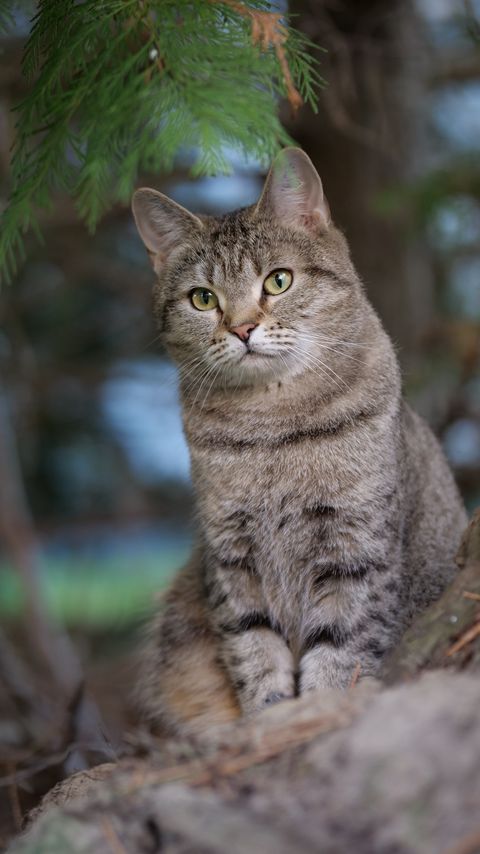 Download wallpaper 2160x3840 cat, pet, animal, tree samsung galaxy s4, s5, note, sony xperia z, z1, z2, z3, htc one, lenovo vibe hd background
