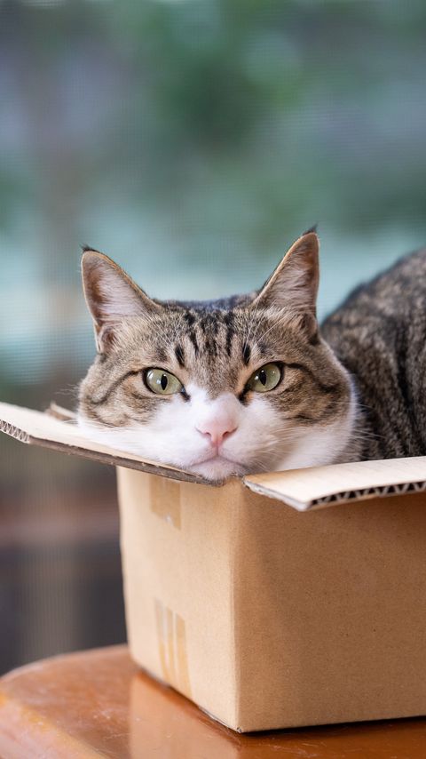 Download wallpaper 2160x3840 cat, pet, box, cool samsung galaxy s4, s5, note, sony xperia z, z1, z2, z3, htc one, lenovo vibe hd background