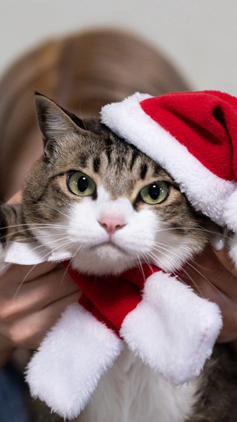 Download wallpaper 2160x3840 cat, pet, glance, hat, new year, christmas samsung galaxy s4, s5, note, sony xperia z, z1, z2, z3, htc one, lenovo vibe hd background