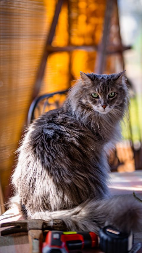 Download wallpaper 2160x3840 cat, pet, grey, fluffy samsung galaxy s4, s5, note, sony xperia z, z1, z2, z3, htc one, lenovo vibe hd background
