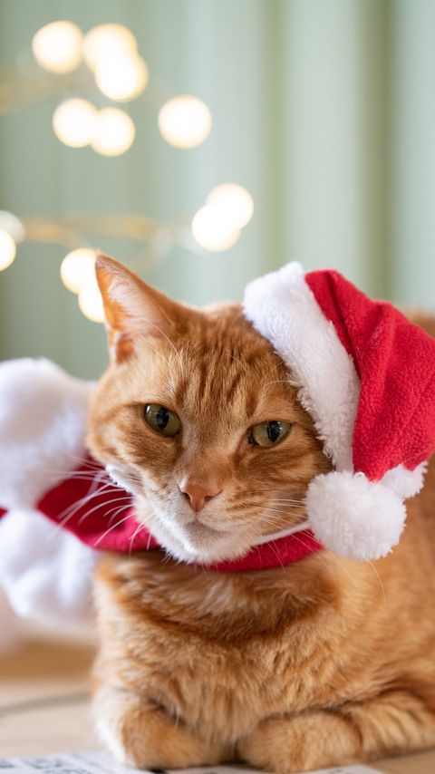 Download wallpaper 2160x3840 cat, pet, hat, new year, christmas samsung galaxy s4, s5, note, sony xperia z, z1, z2, z3, htc one, lenovo vibe hd background
