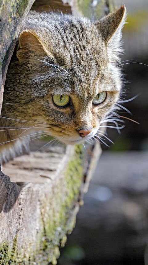 Download wallpaper 2160x3840 cat, trunk, wood, animal samsung galaxy s4, s5, note, sony xperia z, z1, z2, z3, htc one, lenovo vibe hd background