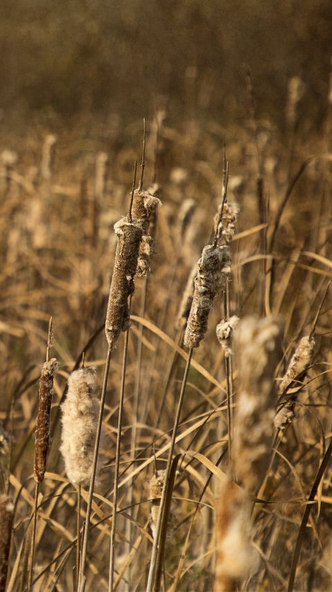 Download wallpaper 2160x3840 cattail, plant, field, macro, brown samsung galaxy s4, s5, note, sony xperia z, z1, z2, z3, htc one, lenovo vibe hd background