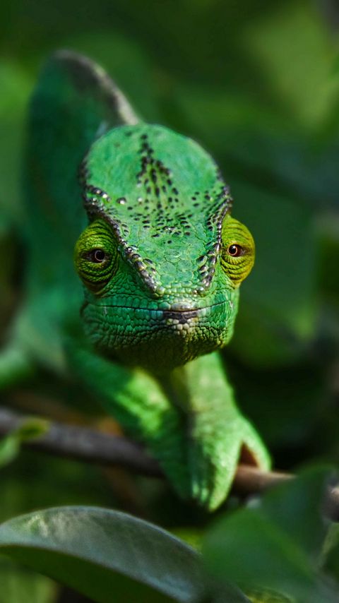 Download wallpaper 2160x3840 chameleon, branch, animal, green samsung galaxy s4, s5, note, sony xperia z, z1, z2, z3, htc one, lenovo vibe hd background