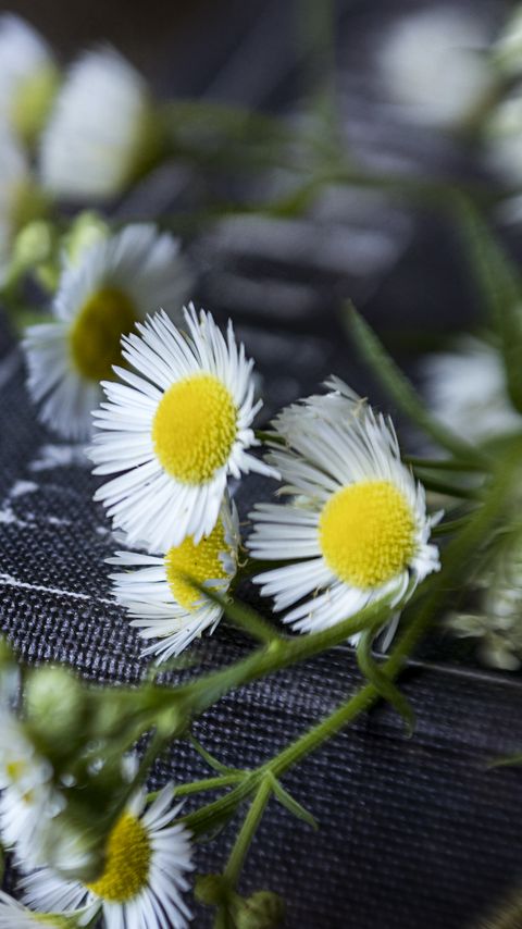 Download wallpaper 2160x3840 chamomile, flowers, book, macro, aesthetics samsung galaxy s4, s5, note, sony xperia z, z1, z2, z3, htc one, lenovo vibe hd background