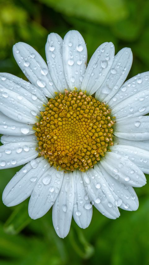 Download wallpaper 2160x3840 chamomile, petals, drops, water, flower, macro samsung galaxy s4, s5, note, sony xperia z, z1, z2, z3, htc one, lenovo vibe hd background