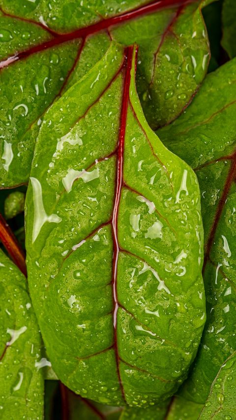 Download wallpaper 2160x3840 chard, leaves, water, drops, macro samsung galaxy s4, s5, note, sony xperia z, z1, z2, z3, htc one, lenovo vibe hd background