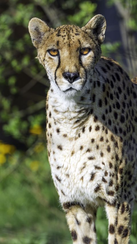 Download wallpaper 2160x3840 cheetah, big cat, predator, animal, wild samsung galaxy s4, s5, note, sony xperia z, z1, z2, z3, htc one, lenovo vibe hd background