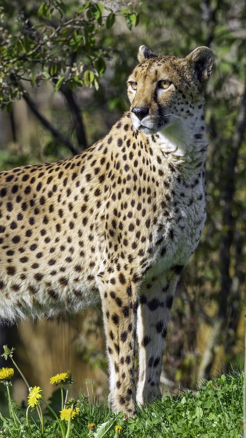 Download wallpaper 2160x3840 cheetah, pose, predator, grass samsung galaxy s4, s5, note, sony xperia z, z1, z2, z3, htc one, lenovo vibe hd background