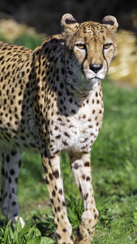 Download wallpaper 2160x3840 cheetah, predator, animal samsung galaxy s4, s5, note, sony xperia z, z1, z2, z3, htc one, lenovo vibe hd background