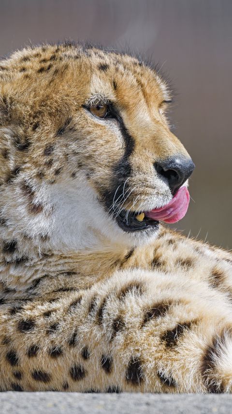 Download wallpaper 2160x3840 cheetah, protruding tongue, big cat, predator samsung galaxy s4, s5, note, sony xperia z, z1, z2, z3, htc one, lenovo vibe hd background