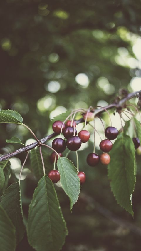 Download wallpaper 2160x3840 cherry, berries, branches, plant, summer samsung galaxy s4, s5, note, sony xperia z, z1, z2, z3, htc one, lenovo vibe hd background