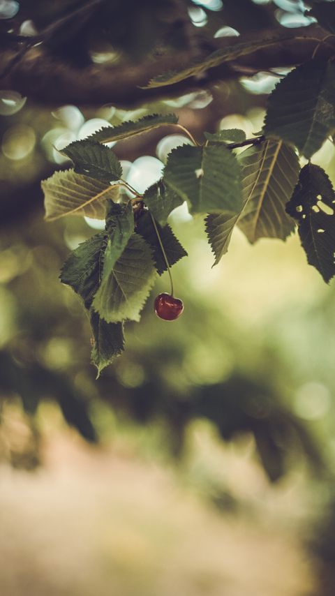 Download wallpaper 2160x3840 cherry, berry, leaves, blur, minimalism samsung galaxy s4, s5, note, sony xperia z, z1, z2, z3, htc one, lenovo vibe hd background