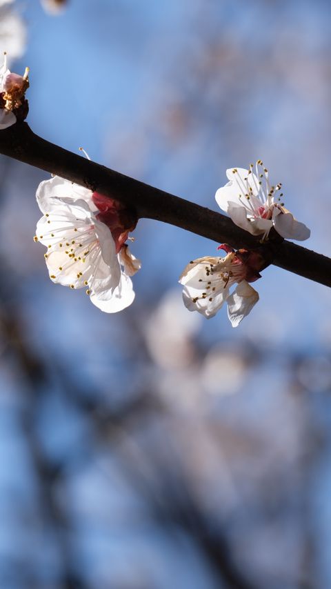 Download wallpaper 2160x3840 cherry, branch, flowers, macro, spring samsung galaxy s4, s5, note, sony xperia z, z1, z2, z3, htc one, lenovo vibe hd background