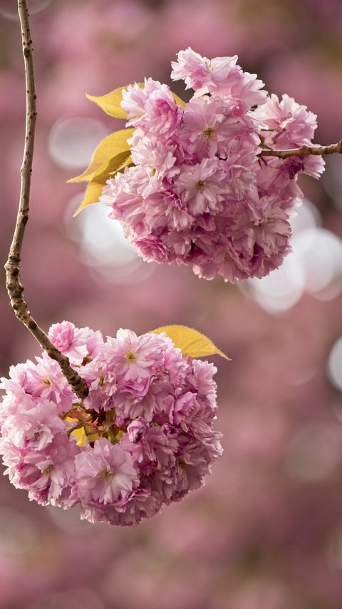 Download wallpaper 2160x3840 cherry, flowers, buds, branches, pink samsung galaxy s4, s5, note, sony xperia z, z1, z2, z3, htc one, lenovo vibe hd background