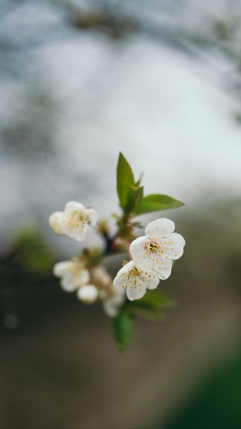 Download wallpaper 2160x3840 cherry, flowers, petals, branch, blur samsung galaxy s4, s5, note, sony xperia z, z1, z2, z3, htc one, lenovo vibe hd background