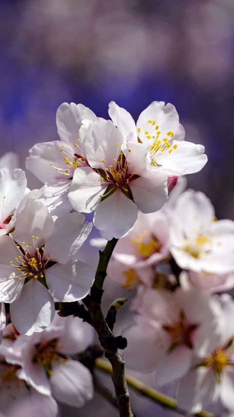 Download wallpaper 2160x3840 cherry, flowers, petals, branch, spring samsung galaxy s4, s5, note, sony xperia z, z1, z2, z3, htc one, lenovo vibe hd background