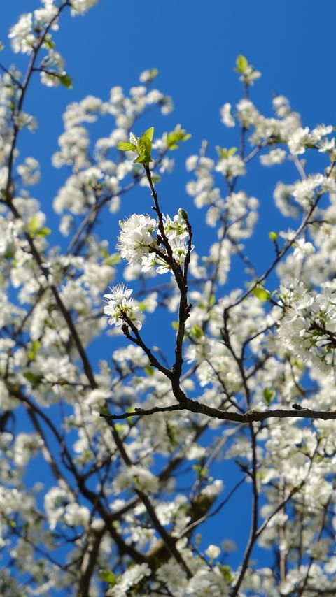 Download wallpaper 2160x3840 cherry, flowers, petals, branches, sky, spring samsung galaxy s4, s5, note, sony xperia z, z1, z2, z3, htc one, lenovo vibe hd background