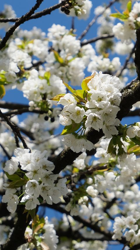 Download wallpaper 2160x3840 cherry, flowers, tree, branches, white samsung galaxy s4, s5, note, sony xperia z, z1, z2, z3, htc one, lenovo vibe hd background