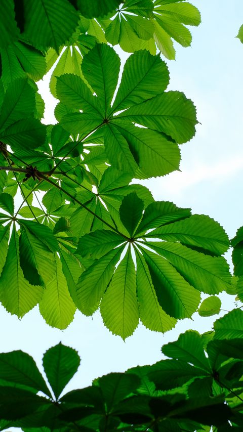 Download wallpaper 2160x3840 chestnut, leaves, branches, sky, green samsung galaxy s4, s5, note, sony xperia z, z1, z2, z3, htc one, lenovo vibe hd background