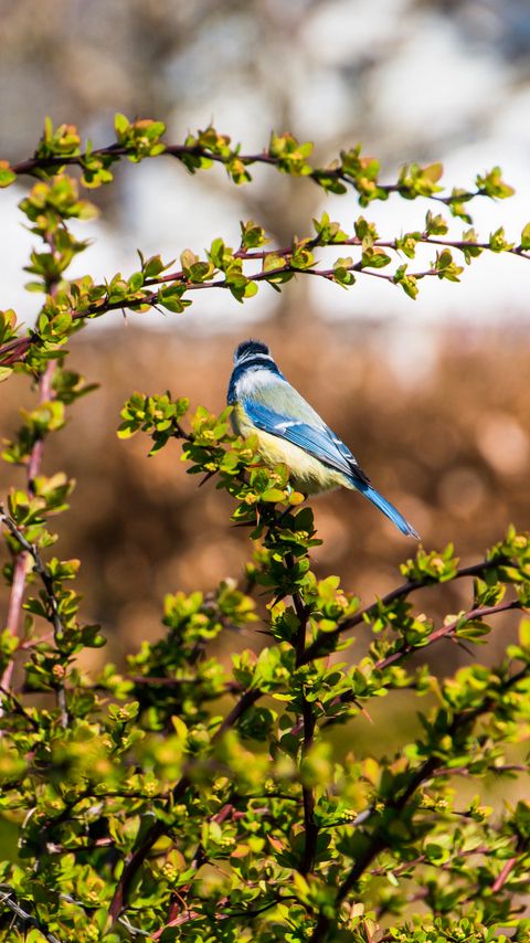 Download wallpaper 2160x3840 chickadee, bird, branch, wildlife samsung galaxy s4, s5, note, sony xperia z, z1, z2, z3, htc one, lenovo vibe hd background