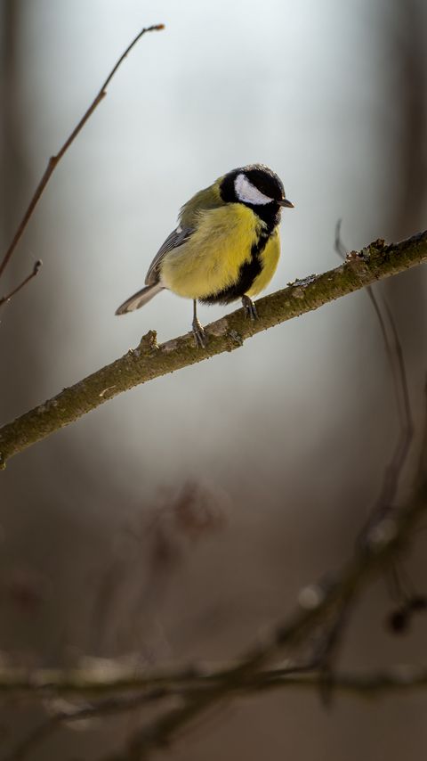 Download wallpaper 2160x3840 chickadee, bird, branch, blur, winter samsung galaxy s4, s5, note, sony xperia z, z1, z2, z3, htc one, lenovo vibe hd background