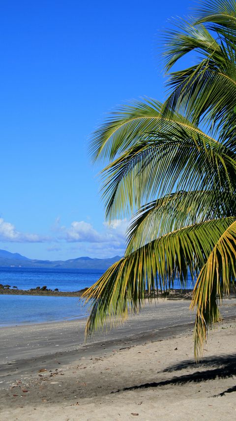 Download wallpaper 2160x3840 coast, sea, palm tree, branch, nature samsung galaxy s4, s5, note, sony xperia z, z1, z2, z3, htc one, lenovo vibe hd background