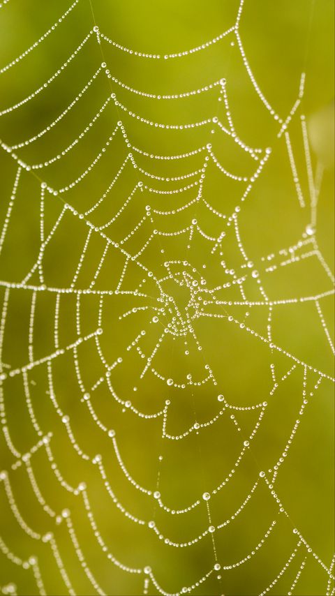 Download wallpaper 2160x3840 cobweb, drops, macro, wet, green samsung galaxy s4, s5, note, sony xperia z, z1, z2, z3, htc one, lenovo vibe hd background