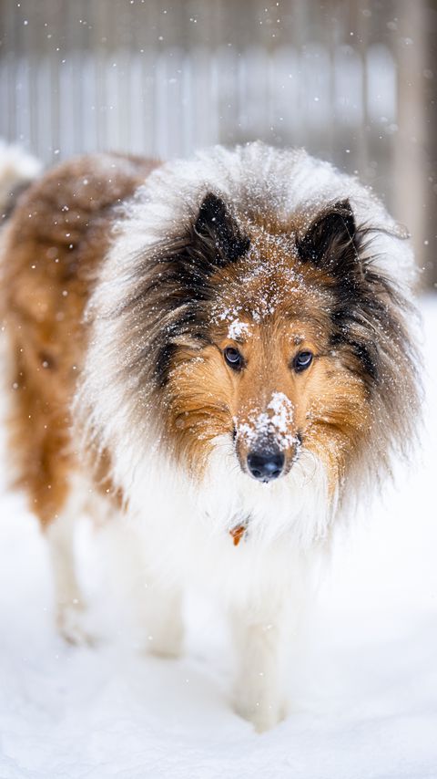 Download wallpaper 2160x3840 collie, dog, pet, snow samsung galaxy s4, s5, note, sony xperia z, z1, z2, z3, htc one, lenovo vibe hd background