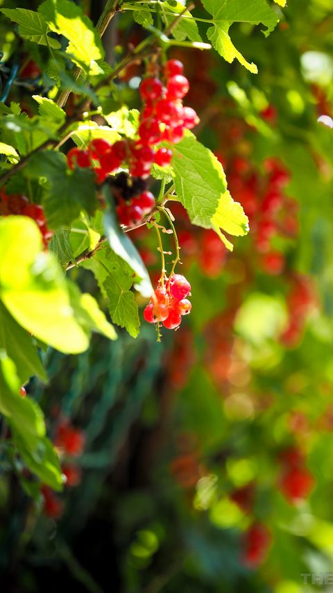 Download wallpaper 2160x3840 currant, berries, leaves, macro samsung galaxy s4, s5, note, sony xperia z, z1, z2, z3, htc one, lenovo vibe hd background