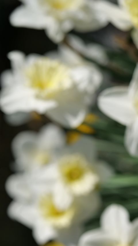 Download wallpaper 2160x3840 daffodils, flowers, petals, white samsung galaxy s4, s5, note, sony xperia z, z1, z2, z3, htc one, lenovo vibe hd background