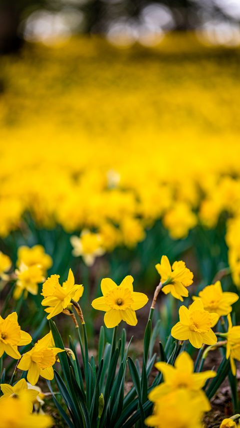 Download wallpaper 2160x3840 daffodils, flowers, petals, blur, yellow samsung galaxy s4, s5, note, sony xperia z, z1, z2, z3, htc one, lenovo vibe hd background