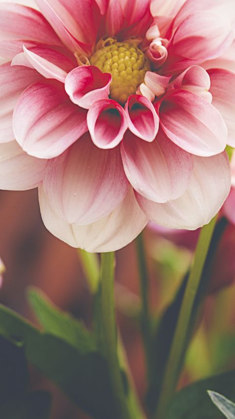 Download wallpaper 2160x3840 dahlia, flower, petals, macro, pink samsung galaxy s4, s5, note, sony xperia z, z1, z2, z3, htc one, lenovo vibe hd background