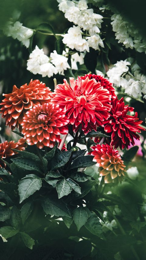 Download wallpaper 2160x3840 dahlia, flowers, petals, leaves, buds samsung galaxy s4, s5, note, sony xperia z, z1, z2, z3, htc one, lenovo vibe hd background