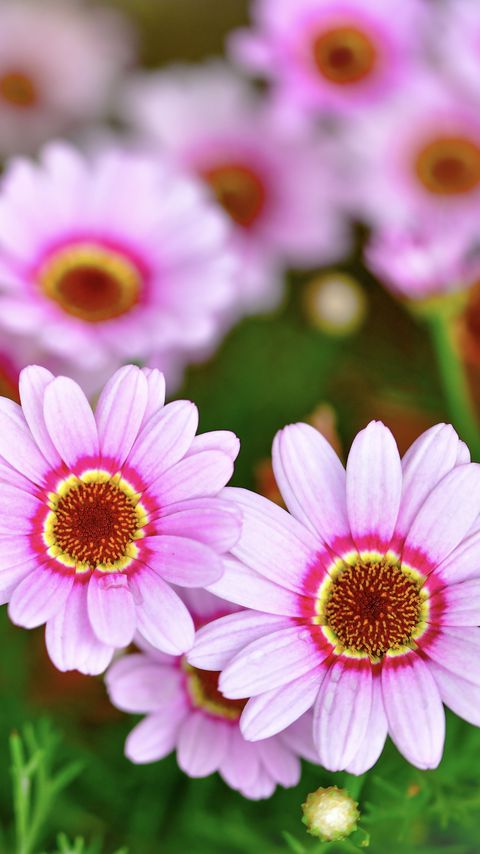 Download wallpaper 2160x3840 daisies, flowers, petals, blur, pink samsung galaxy s4, s5, note, sony xperia z, z1, z2, z3, htc one, lenovo vibe hd background