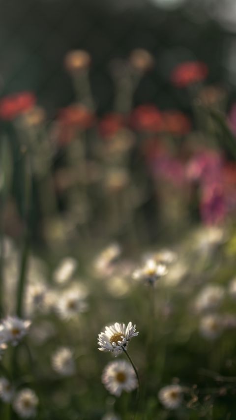 Download wallpaper 2160x3840 daisies, flowers, petals, blur samsung galaxy s4, s5, note, sony xperia z, z1, z2, z3, htc one, lenovo vibe hd background