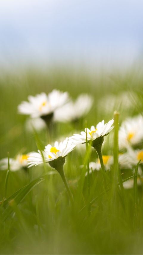 Download wallpaper 2160x3840 daisies, petals, blur, flowers, grass samsung galaxy s4, s5, note, sony xperia z, z1, z2, z3, htc one, lenovo vibe hd background