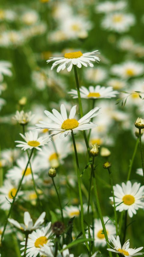 Download wallpaper 2160x3840 daisies, petals, flowers, leaves samsung galaxy s4, s5, note, sony xperia z, z1, z2, z3, htc one, lenovo vibe hd background