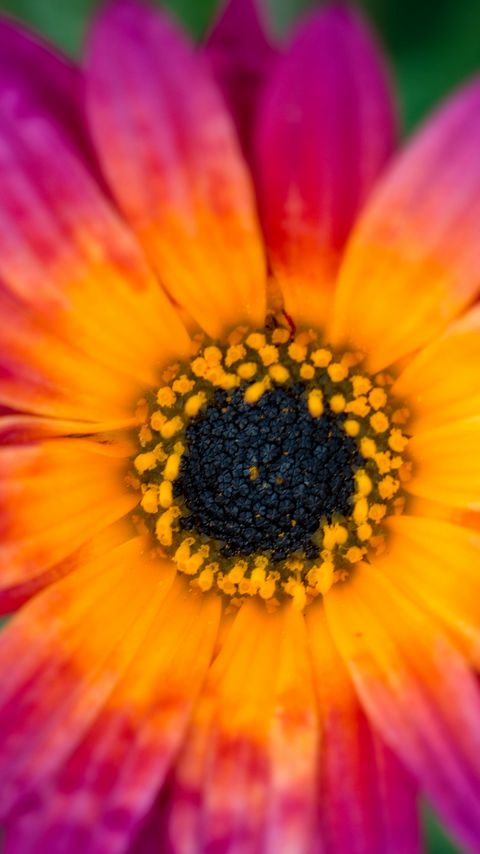 Download wallpaper 2160x3840 daisy, stamens, petals, flower samsung galaxy s4, s5, note, sony xperia z, z1, z2, z3, htc one, lenovo vibe hd background