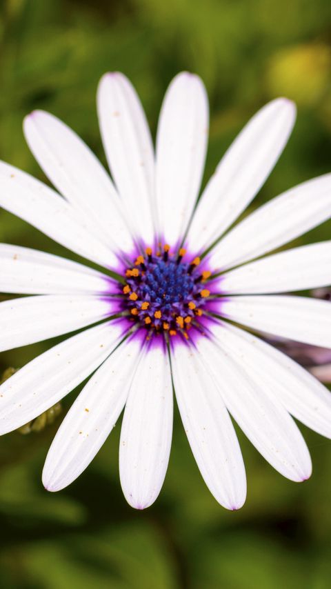 Download wallpaper 2160x3840 daisybushes, petals, flower samsung galaxy s4, s5, note, sony xperia z, z1, z2, z3, htc one, lenovo vibe hd background