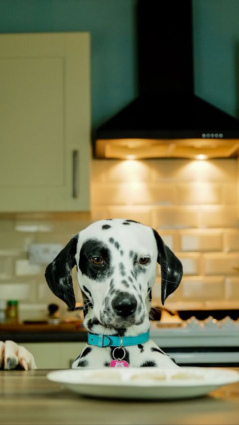 Download wallpaper 2160x3840 dalmatians, dog, pet, plate samsung galaxy s4, s5, note, sony xperia z, z1, z2, z3, htc one, lenovo vibe hd background