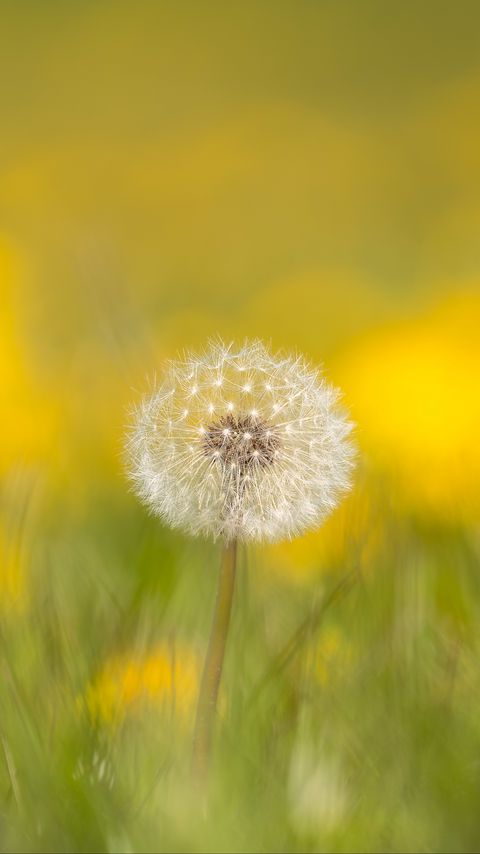Download wallpaper 2160x3840 dandelion, flower, fluff, blur samsung galaxy s4, s5, note, sony xperia z, z1, z2, z3, htc one, lenovo vibe hd background