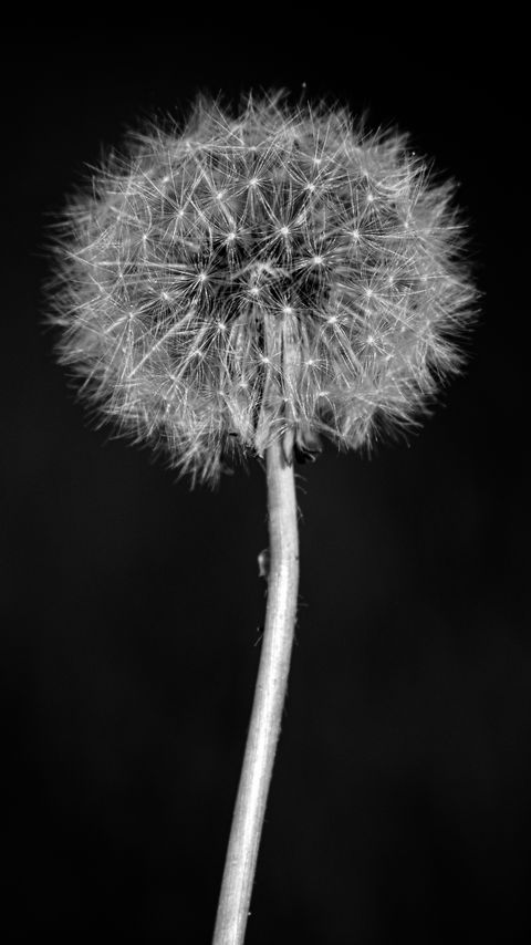 Download wallpaper 2160x3840 dandelion, flower, fluff, macro, black and white samsung galaxy s4, s5, note, sony xperia z, z1, z2, z3, htc one, lenovo vibe hd background