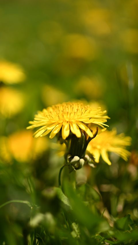 Download wallpaper 2160x3840 dandelion, flower, leaves, grass, macro samsung galaxy s4, s5, note, sony xperia z, z1, z2, z3, htc one, lenovo vibe hd background